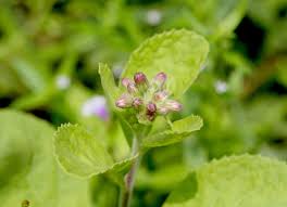 Image result for Blumea axillaris