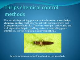 A lot of the advice about pest management is geared toward significant insect and animal control problems on typical means of pest control like chemical sprays and traps certainly have their place in integrated pest management. Ppt Thrips Chemical Control Methods Powerpoint Presentation Free Download Id 7894522