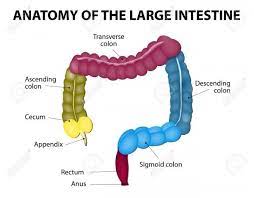 Labeled Diagram Of The Large Intestine Intestines Anatomy Large Intestine Human Body Anatomy