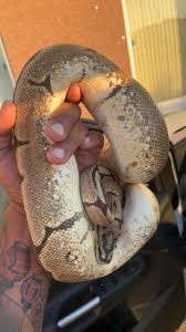 I know it's a spider But…. : r/ballpython