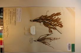 Image result for Anisophyllea quangensis