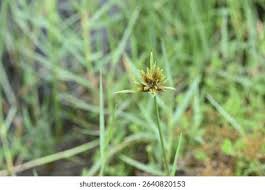 Image result for Pycreus