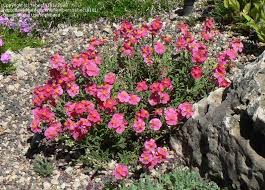Maybe you would like to learn more about one of these? Plantfiles Pictures Helianthemum Common Rock Rose Sun Rose Raspberry Ripple Helianthemum Nummularium By Rebecca101