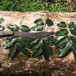 Image result for Khaya anthotheca