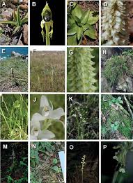 Image result for Orthochilus ruwenzoriensis