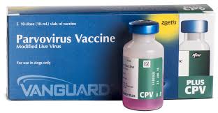 Canine influenza (h3n2 & h3n8). Vanguard Plus Cpv Zoetis Us