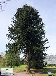 Image result for Arauk rie Araucaria