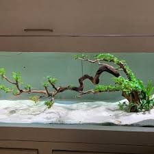 Pin On Freshwater Aqua Scaping