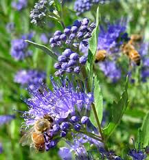 Image result for Caryopteris odorata
