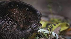 High quality canada beaver gifts and merchandise. Canadian Beavers Chomp Down Town S Internet Bbc News