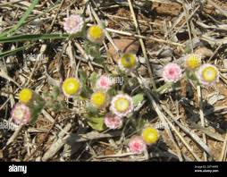 Image result for Helichrysum argyrosphaerum