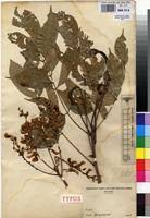 Image result for Millettia drastica