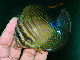 The result of this was that yellow ( zebrasoma flavescens) and red sea purple tangs established different ends of the tank, with something of a no man's land (tang's sea) in the middle of the tank. Sailfin Tang Buy Marine Aquarium Fish In Best Quality Quality Marine Fish