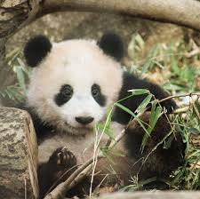 サチコさんはinstagramを利用しています おてんばシャンシャン お顔まで泥んこ シャンシャン 香香 パンダ 上野動物園 パンダマニア ふわもこ部 タバスコ光画 giantpanda xiangxiang tokyo pandalove p パンダ シャンシャン 動物 かわいい