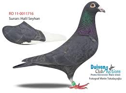 Http Duivenclub Com M Auctioncategory 2 Sampiyon Posta 45 Guvercin Sevenler Dernegi Facebook