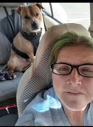 Found Dog in Taunton, MA off Henrietta Way