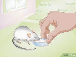 Maybe you would like to learn more about one of these? 3 Ways To Save A Baby Wild Mouse Wikihow