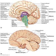 In biology, the nervous system is a highly complex part of an animal that coordinates its actions and sensory information by transmitting signals to and from different parts of its body. The Central Nervous System Brain Anatomy And Function Nervous System Diagram Brain Anatomy