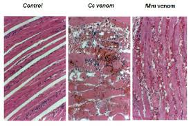 Effect of sublethal dose of Cerastes cerastes ( Cc ) and Macrovipera...