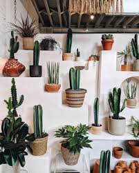 Like Fairy Tales By Davina Heydavina Plants Plant Decor Cactus
