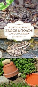 Here are 7 ways to provide water, food, and shelter that attract reptiles, toads, and frogs to your garden. Attracting And Encouraging Toads And Frogs To Live In Your Garden Keeps The Pest Population Down And Reduce Garden Pests Garden Pest Control Wildlife Gardening