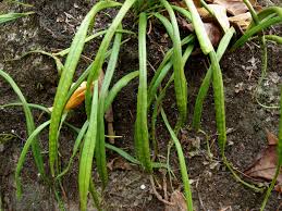 Image result for Lepisorus