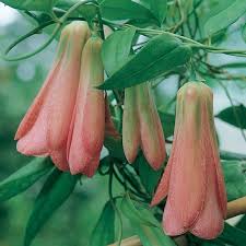 The edible, peppery flowers can dress up summer salads or garnish picnic plates. Climbers Terra Viva Home Garden
