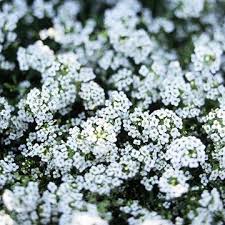 Regular pruning will keep it the size you want it. 23 Of The Most Fragrant Flowers That Will Add Sweet Scents To Any Garden Sweet Alyssum Best Smelling Flowers Fragrant Flowers