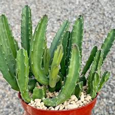 Image result for Pupalia grandiflora