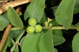 Image result for Cocculus hirsutus