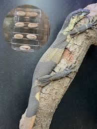 Image result for Urochloa platyrrhachis