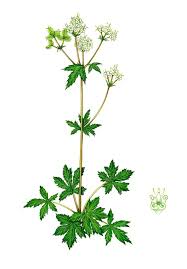 Image result for Sanicula