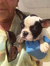 This is what fbrn is all about: 23 French Bulldog Puppies Rescued In Texas Headed To Chicago People Com