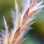 Image result for Elionurus