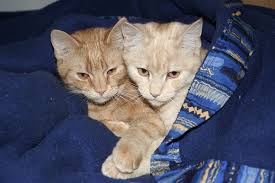 The orange tabby cat can aspire to be the most extroverted animal of all domestic cats. Hd Wallpaper Two Orange Tabby Cats With Blue Textile Domestic Cats European Shorthair Wallpaper Flare