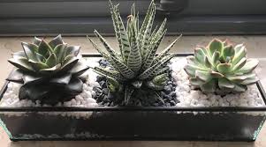Maybe you would like to learn more about one of these? Indoor Plants And Mini Zen Garden Dubai Home Facebook
