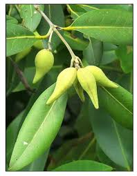 Image result for Avicenniaceae