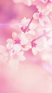 Top 5 Light Pink Wallpaper High Definition For Your Android Or Iphone Wallpapers Andr Cherry Blossom Wallpaper Flower Background Iphone Pink Flowers Wallpaper