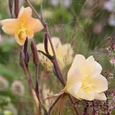 Image result for Oenothera stricta