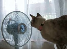 Check spelling or type a new query. Fan Gif