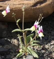 Image result for Nemesia zimbabwensis