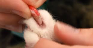 For example, cats will grow a heavier coat in the winter and will shed it. Claw Covers Cause For Concern Charity Vet Times