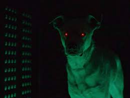 Chaos reigns at the zoo when a zookeeper's assistant takes kevin's communicator and starts doing everything the animals request. Titans Season 2 Joshua Orpin Confirms Krypto Is Actually Krypto