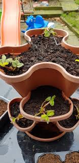 Winter Gardening Activities For Kids Growing Healthy Kids