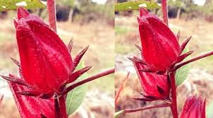 0.5 kg dan 1 kg harga : Menghilangkan Nikotin Dalam Tubuh Dengan Menggunakan Bunga Rosella Beauty Fimela Com
