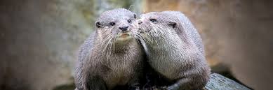 About heavy petting zoo by nofx. Zoo Berlin Activities And Experiences In Zoologischer Garten Highlights Zoo Berlin