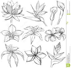 Black Bird Of Paradise Flower Tattoo Https Www Dreamstime Com Stock Illustration Tropical Flowers Sketch Style Vector Illust Flower Sketches Tropical Flowers Illustration Tropical Flower Tattoos