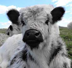 Home Miniature Cattle