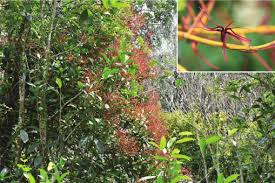 Image result for Helixanthera