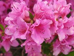 Azalea Temperance Fragile Passion Chinese Symbol Of Womanhood Abundance Pink Azaleas Azalea Flower Azaleas